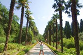 Никитский ботанический сад, пальмовая аллея